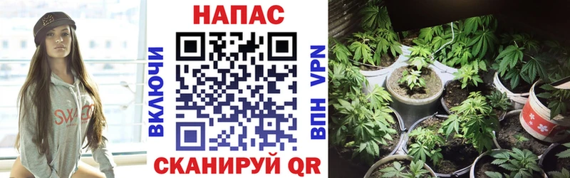 как найти Кулебаки Шишки марихуана марихуана